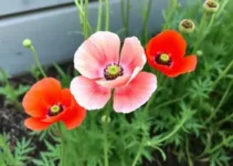 Flor Papoula