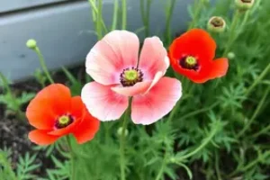 Flor Papoula