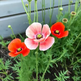 Flor Papoula