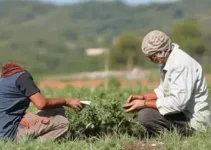 Saque Calamidade FGTS Paraná