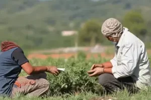 Saque Calamidade FGTS Paraná