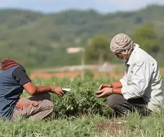 Saque Calamidade FGTS Paraná